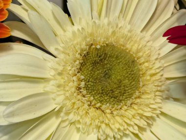 Güzel Gerbera çiçeği yakın planda.