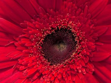 Gerbera çiçeğini kapat. Yaklaş.