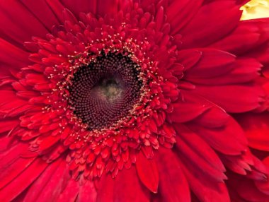 Gerbera çiçeğini kapat. Yaklaş.