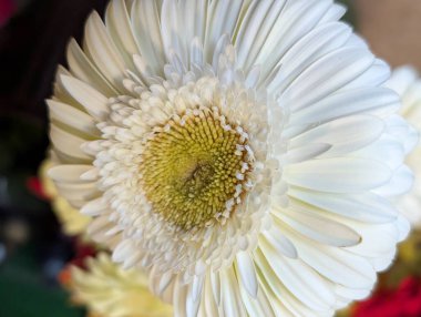 Gerbera çiçeğini kapat. Yaklaş.