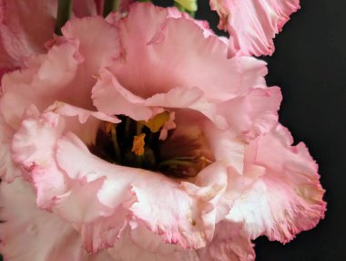 Güzel Eustoma çiçeğini kapat.