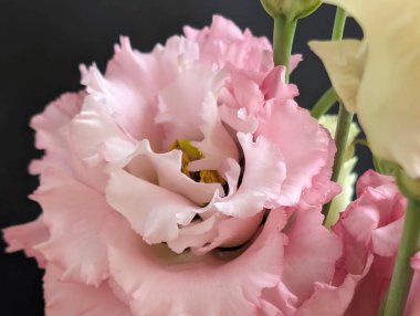 Güzel Eustoma çiçeğini kapat.