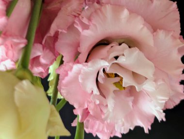 Güzel Eustoma çiçeğini kapat.