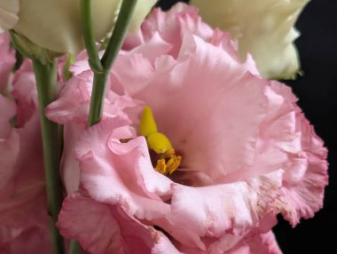 Güzel Eustoma çiçeğini kapat.