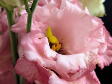 Güzel Eustoma çiçeğini kapat.