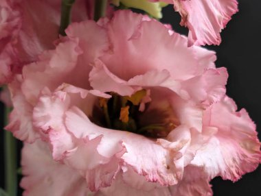 Güzel Eustoma çiçeğini kapat.