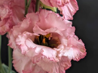 Güzel Eustoma çiçeğini kapat.