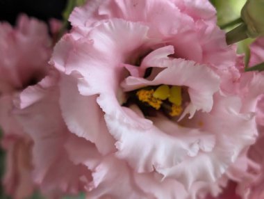 Güzel Eustoma çiçeğini kapat.