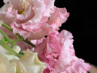 Güzel Eustoma çiçeğini kapat.