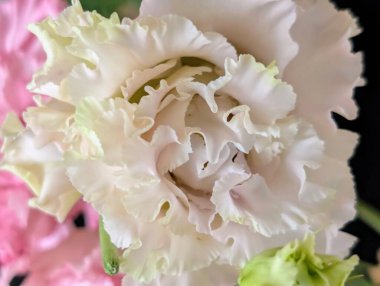 Güzel Eustoma çiçeğini kapat.