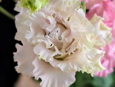 Güzel Eustoma çiçeğini kapat.