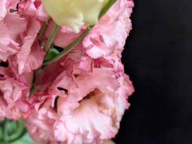 Güzel Eustoma çiçeğini kapat.