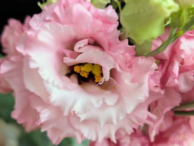 Güzel Eustoma çiçeğini kapat.