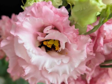 Güzel Eustoma çiçeğini kapat.