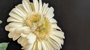 Gerbera çiçeğini kapat. Yaklaş.