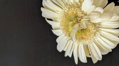 Gerbera çiçeğini kapat. Yaklaş.