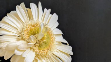 Gerbera çiçeğini kapat. Yaklaş.