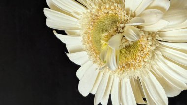 Gerbera çiçeğini kapat. Yaklaş.