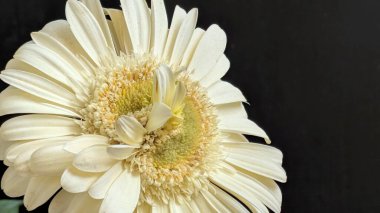 Gerbera çiçeğini kapat. Yaklaş.