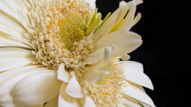 Gerbera çiçeğini kapat. Yaklaş.