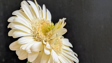 Gerbera çiçeğini kapat. Yaklaş.