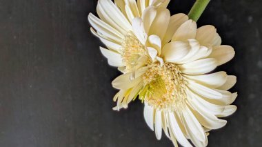 Gerbera çiçeğini kapat. Yaklaş.