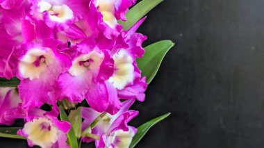 Dendrobium nobile çiçekleri kapatın