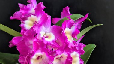 Dendrobium nobile çiçekleri kapatın
