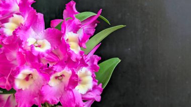 Dendrobium nobile çiçekleri kapatın
