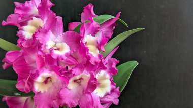 Dendrobium nobile çiçekleri kapatın