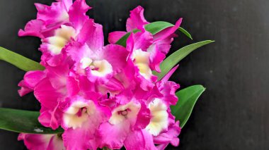 Dendrobium nobile çiçekleri kapatın