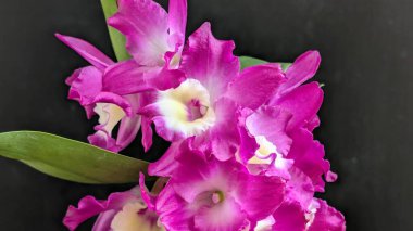 Dendrobium nobile çiçekleri kapatın