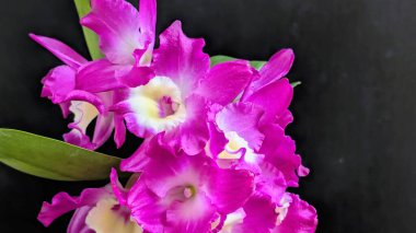 Dendrobium nobile çiçekleri kapatın