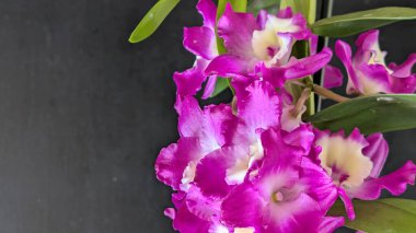 Dendrobium nobile çiçekleri kapatın