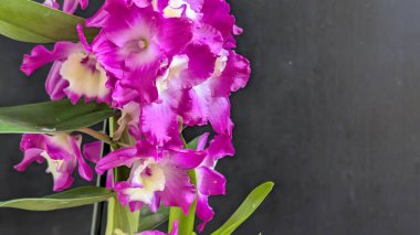 Dendrobium nobile çiçekleri kapatın
