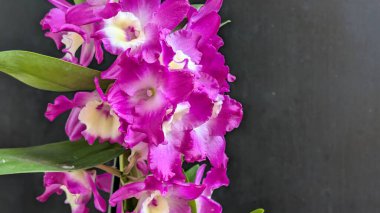Dendrobium nobile çiçekleri kapatın