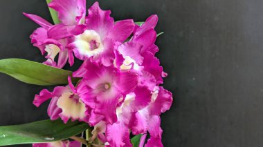 Dendrobium nobile çiçekleri kapatın