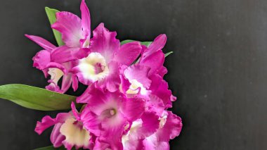 Dendrobium nobile çiçekleri kapatın