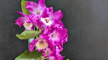 Dendrobium nobile çiçekleri kapatın