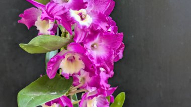 Dendrobium nobile çiçekleri kapatın