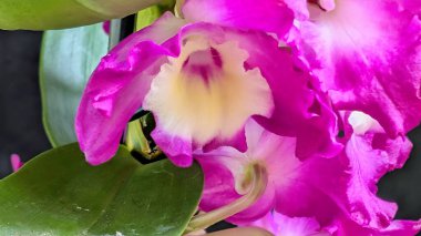 Dendrobium nobile çiçekleri kapatın