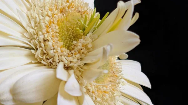 Gerbera çiçeğini kapat. Yaklaş.