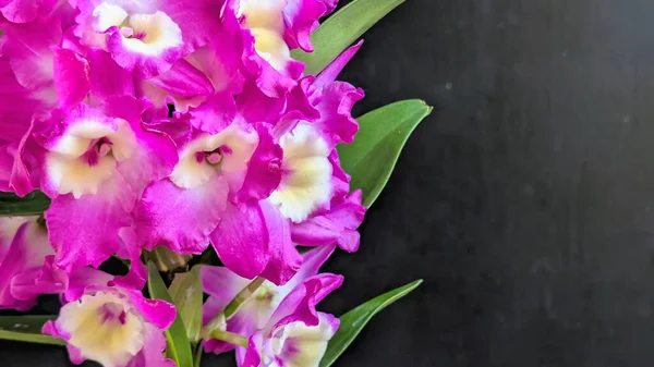 Dendrobium nobile çiçekleri kapatın