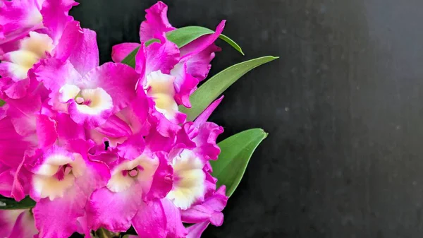 Dendrobium nobile çiçekleri kapatın