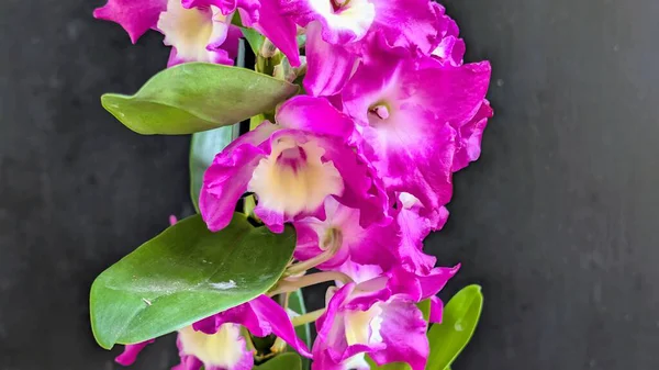Dendrobium nobile çiçekleri kapatın