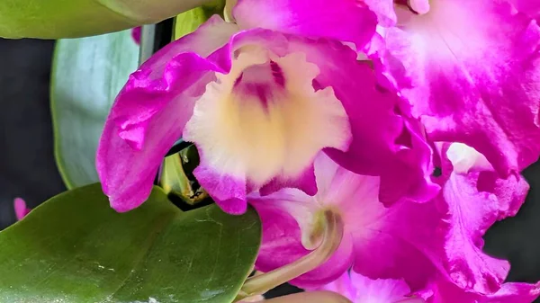 Dendrobium nobile çiçekleri kapatın