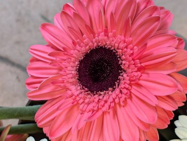 Gerbera çiçeğini kapat. Yaklaş.