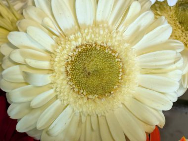 Gerbera çiçeğini kapat. Yaklaş.