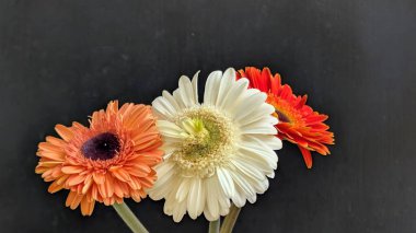 Turuncu, beyaz ve kırmızı-turuncu tonlarında üç Gerbera papatyasından oluşan yüksek kontrastlı bir düzenleme..
