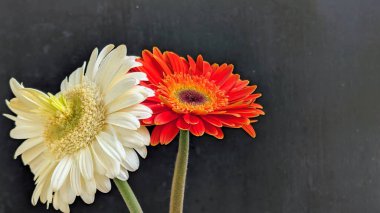 İki Gerbera papatyasını koyu bir arka planda yakın plan görüntüsü